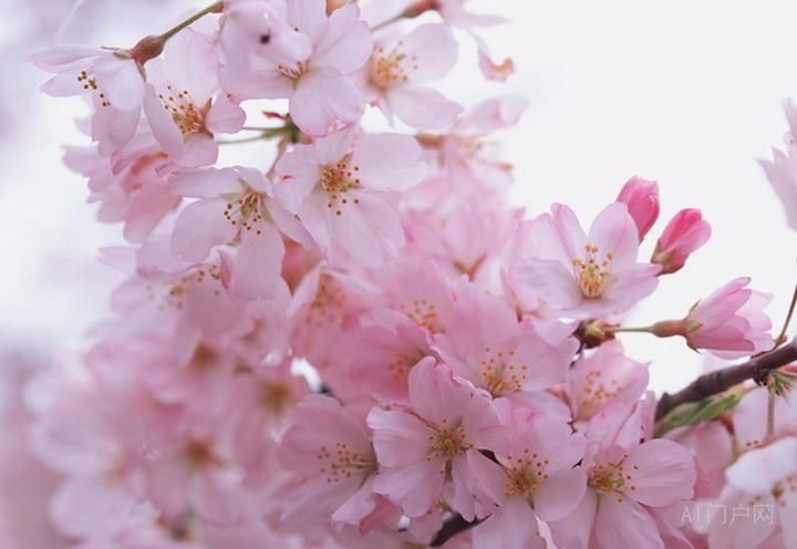 免费女频小说写作范例《樱花殇》