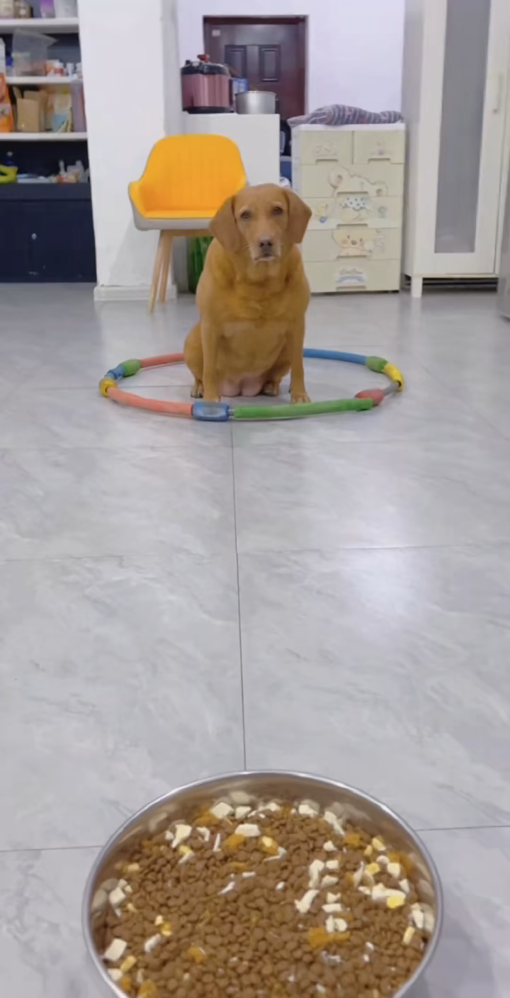 不出圈狗也有办法